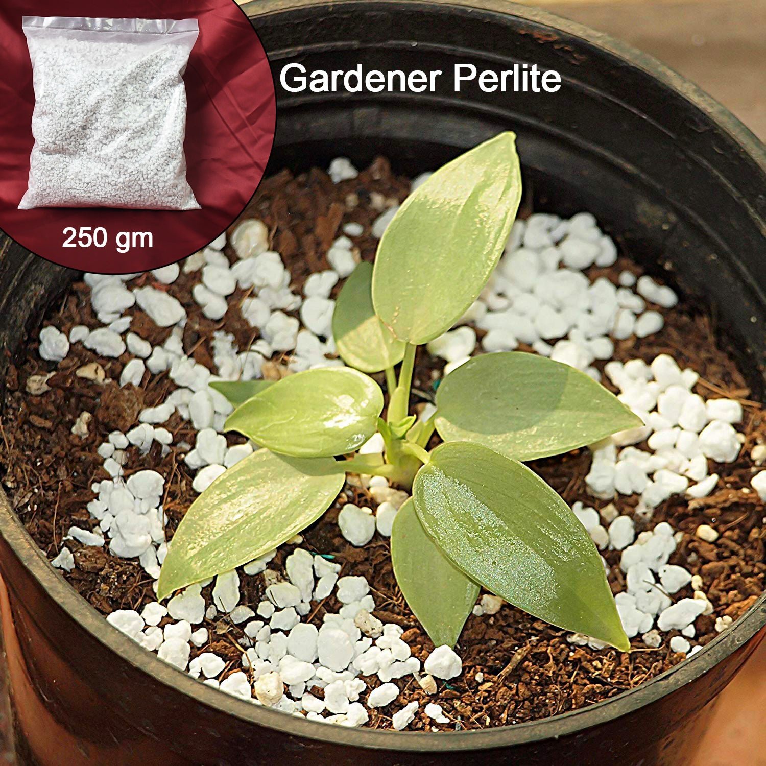 Perlite Soil Conditioner – Enhances Root Growth & Drainage | Indo Glow