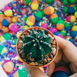 Decorative Pebbles – Multicolor Stones for Garden & Vase | Indo Glow