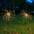 Solar Starburst Garden Lights – Warm White Firework Effect 2 Pc Set