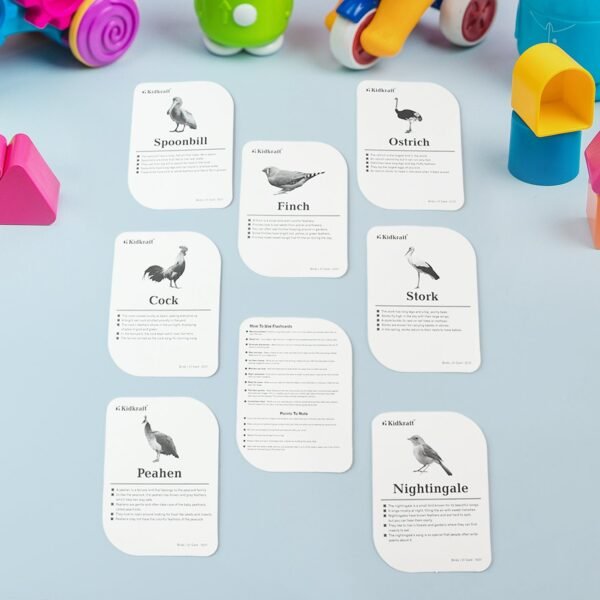 Bird Flashcards – 32 Realistic Educational Cards for Kids