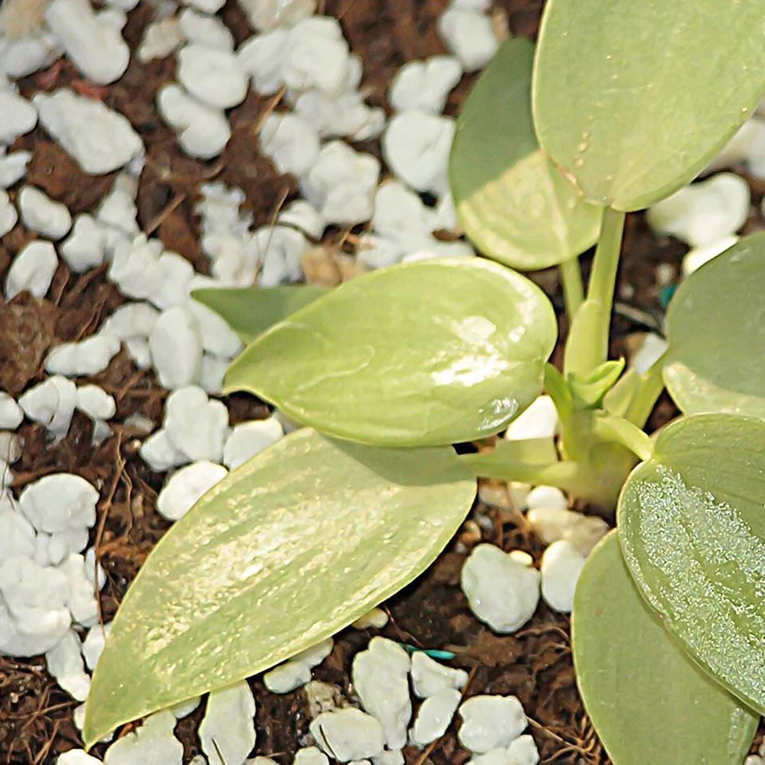 Perlite Soil Conditioner – Enhances Root Growth & Drainage | Indo Glow