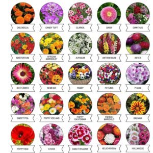 Flower Seeds Combo – 20 Varieties for Vibrant Gardens