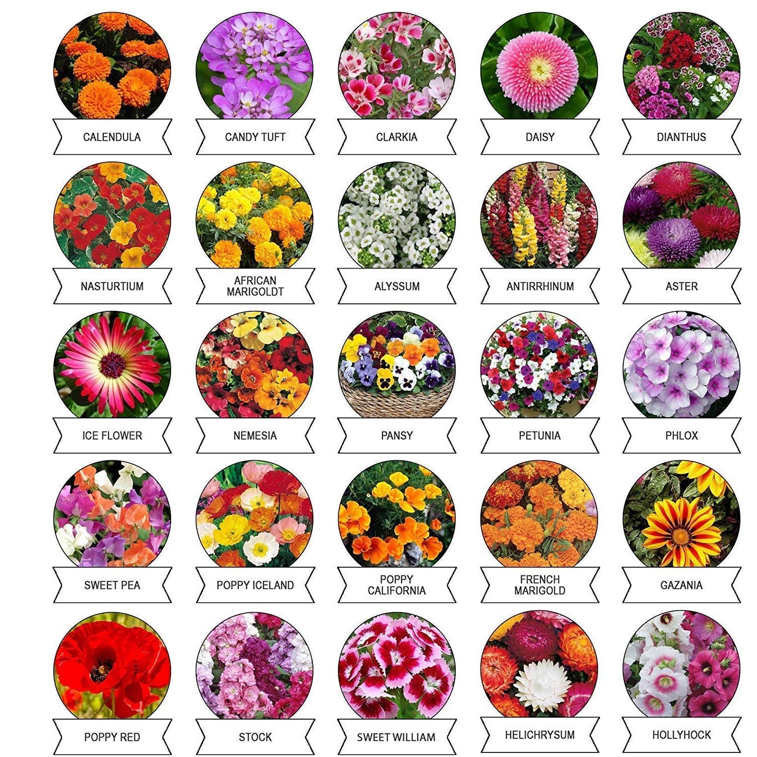Flower Seeds Combo – 20 Varieties for Vibrant Gardens