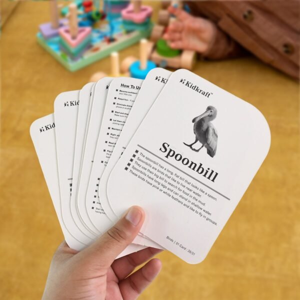 Bird Flashcards – 32 Realistic Educational Cards for Kids