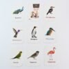 Bird Flashcards – 32 Realistic Educational Cards for Kids