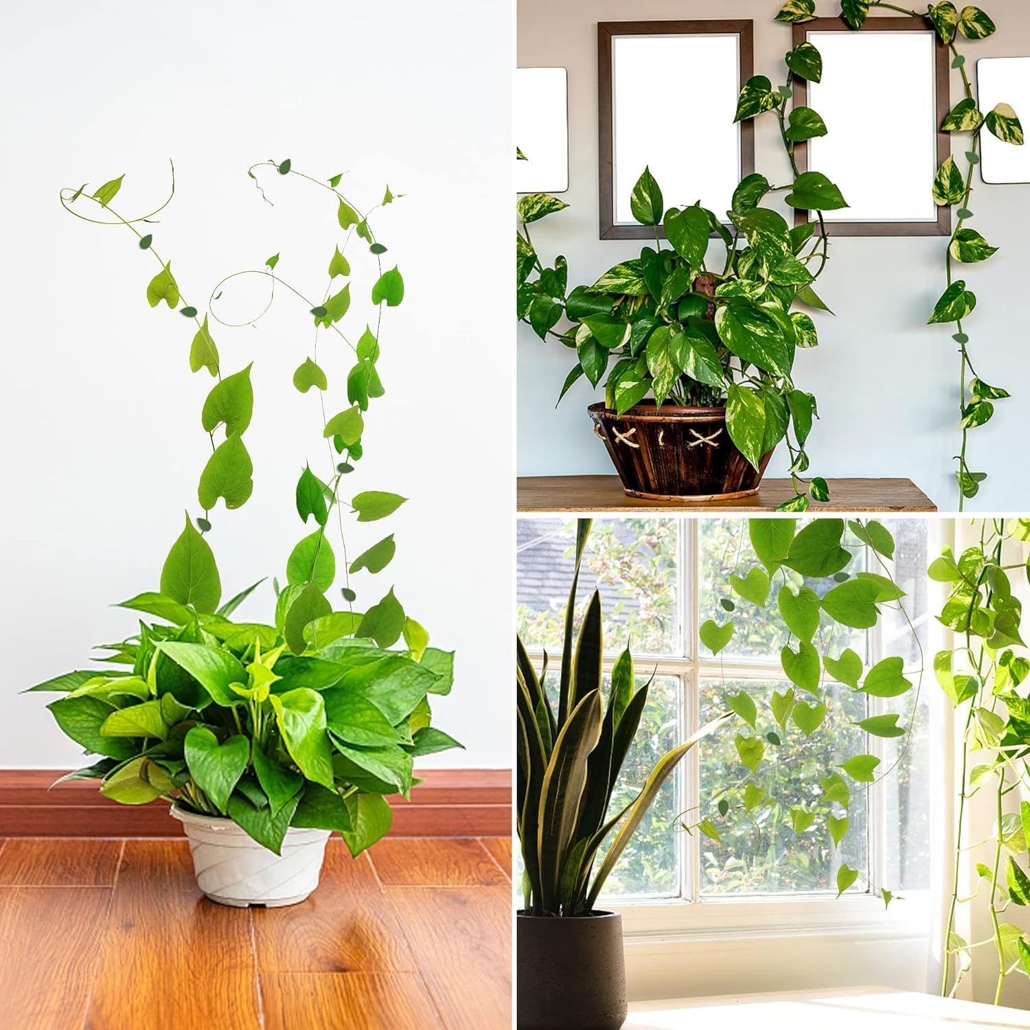 Plant Climbing Clips – Self-Adhesive Leaf Design | Indo Glow