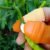 V Thumb Cutter for Vegetables & Fruits – Safe & Handy | Quickslice