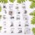 Flower Seeds Combo – 20 Varieties for Vibrant Gardens