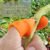 V Thumb Cutter for Vegetables & Fruits – Safe & Handy | Quickslice