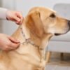 Heavy Duty Dog Chain Leash – Durable 67-inch Pet Tether for Control