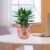 Decorative Ruffled Flower Pot Planter Vase – Versatile Home Decor