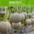 Fruit Seeds Combo Pack – 10 Quality Varieties for Home Gardening
