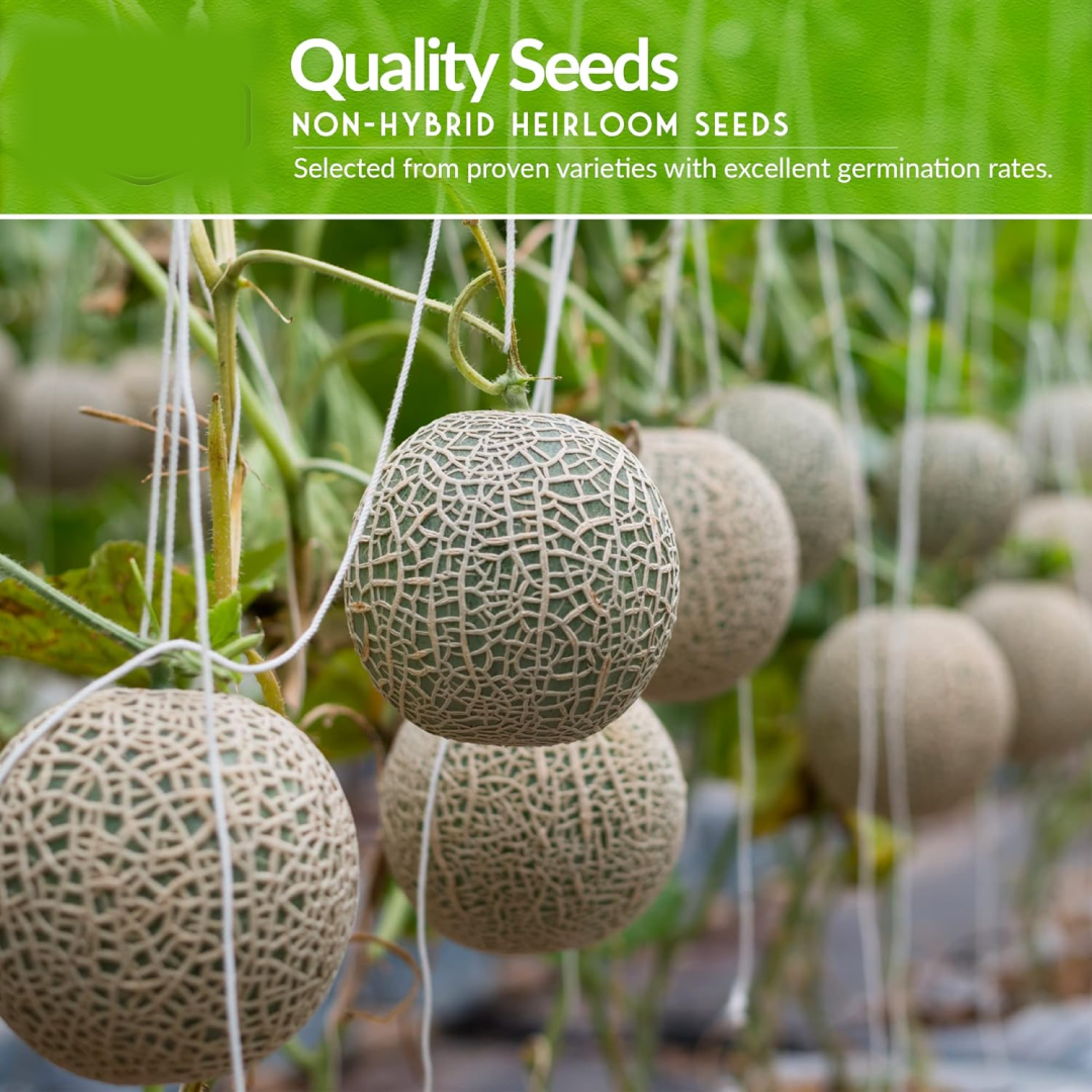 Fruit Seeds Combo Pack – 10 Quality Varieties for Home Gardening