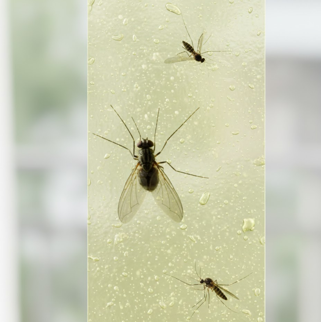 Fly Catcher Sticky Strips Non-Toxic Odorless
