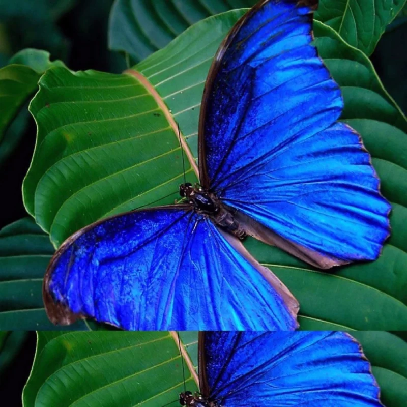 30503389827_7f8992fee1_o_d-1000×1000-1.webp