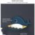 Fish Shape Soap Dish – Wall Mounted, Drainage | VelvetBubbles (Pack of 2)