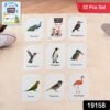 Bird Flashcards – 32 Realistic Educational Cards for Kids