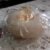 Flower Bath Sponge – Soft Exfoliator with Suction Cup | VelvaBloom
