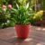 Plastic Flower Pots – Durable Round Planters for Home & Garden | Plant Edge