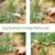 Garden Hand Weeder Cultivator Tool Weed Remover with Ergonomic Handle (1 Pc)