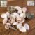 Natural Decorative Seashells Set – Coastal Charm for Home Decor