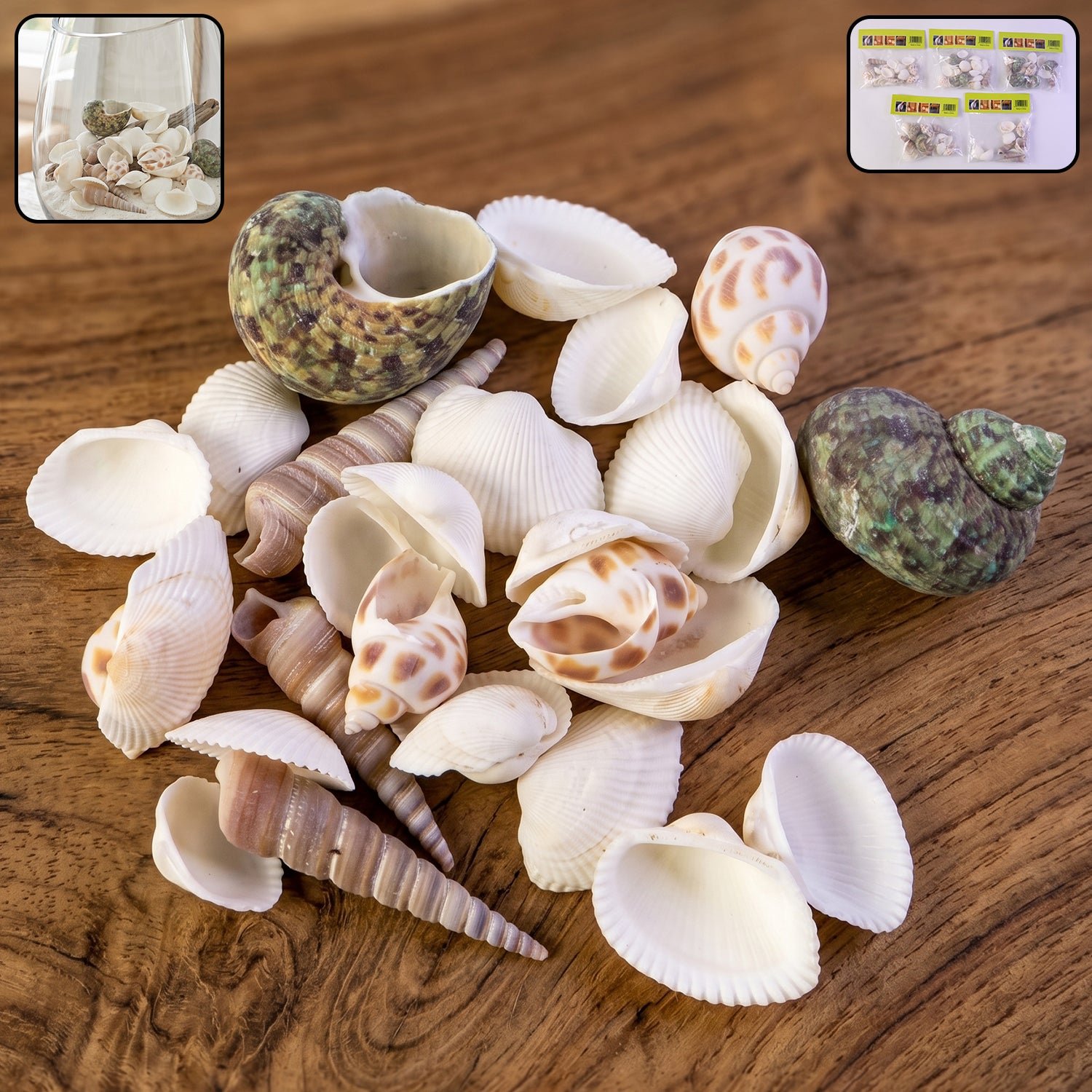 Natural Decorative Seashells Set – Coastal Charm for Home Decor