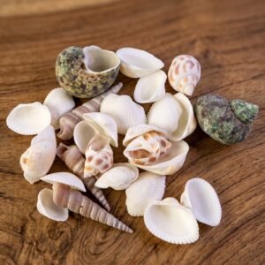 Natural Decorative Seashells Set – Coastal Charm for Home Decor