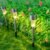 Solar Lawn Lamp Set – Eco-Friendly Stainless Steel Outdoor Lights