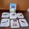 Bird Flashcards – 32 Realistic Educational Cards for Kids