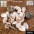 Natural Decorative Seashells Set – Coastal Charm for Home Decor